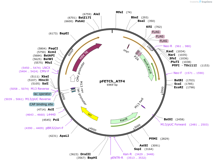72350-plasmid-map-sequence-id-147903