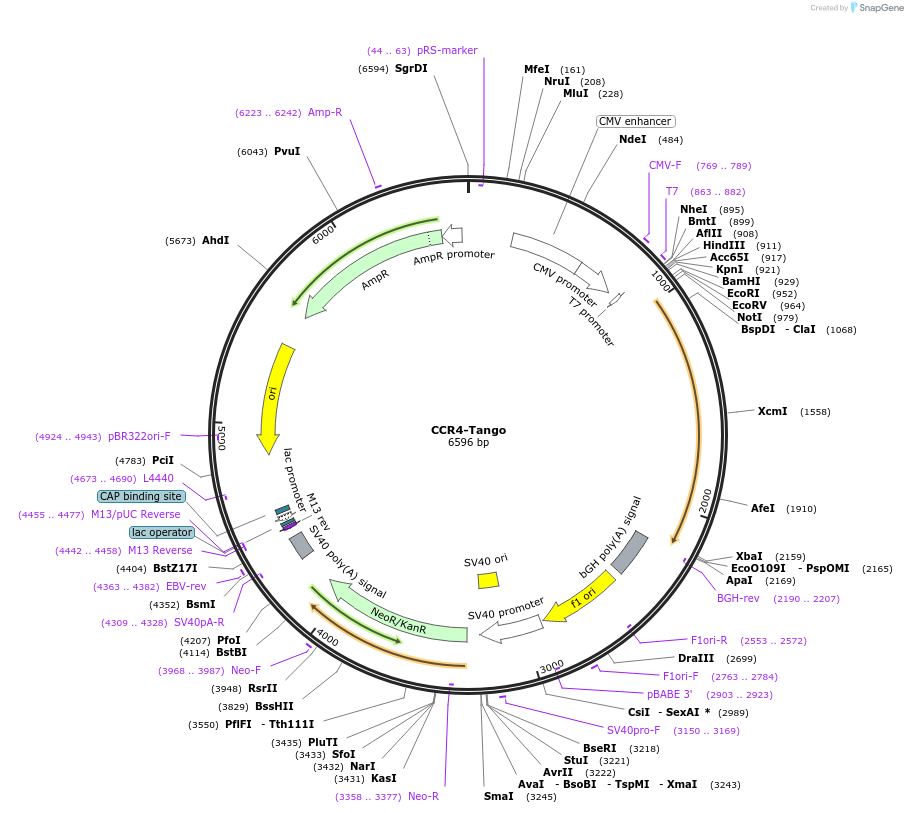 66241-plasmid-map-sequence-id-147938