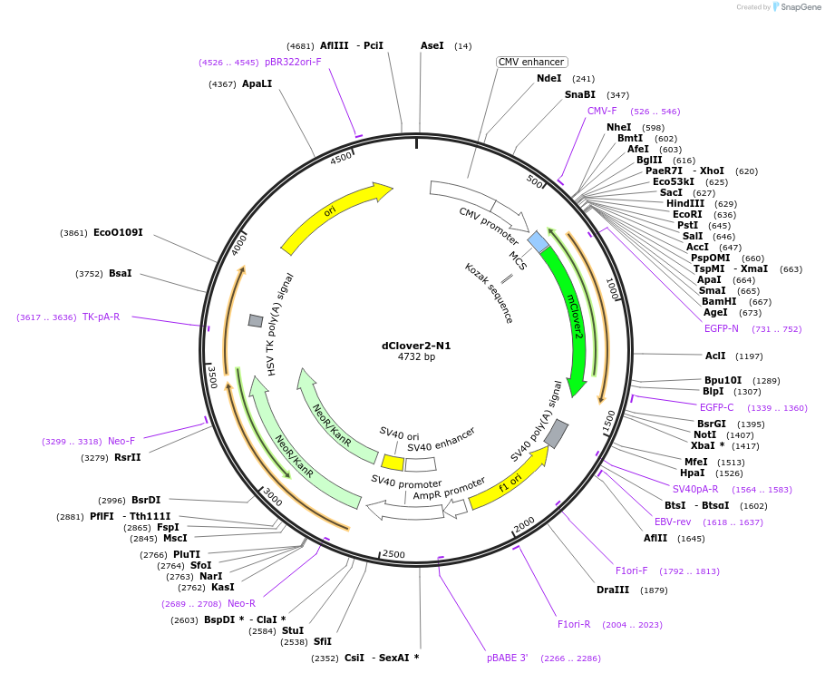 54538-plasmid-map-sequence-id-147989