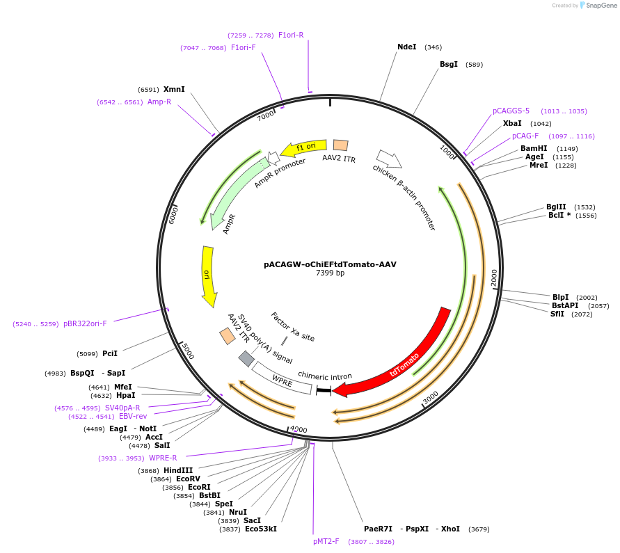 32846-plasmid-map-sequence-id-147995