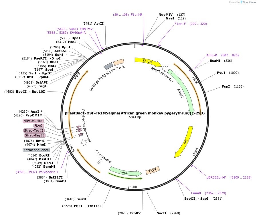 79030-plasmid-map-sequence-id-147998