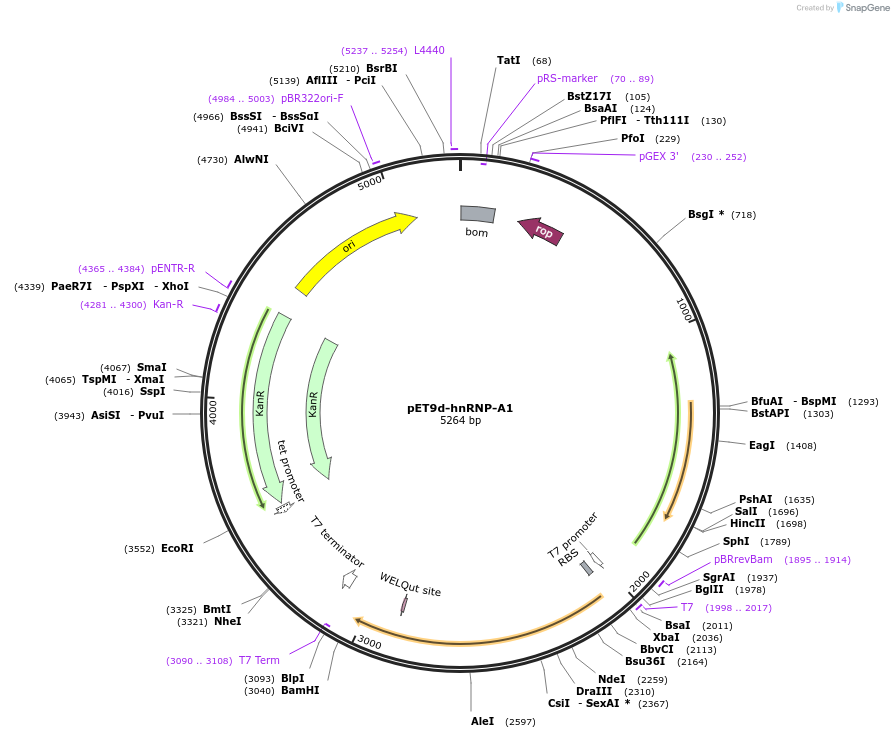 23026-plasmid-map-sequence-id-148002