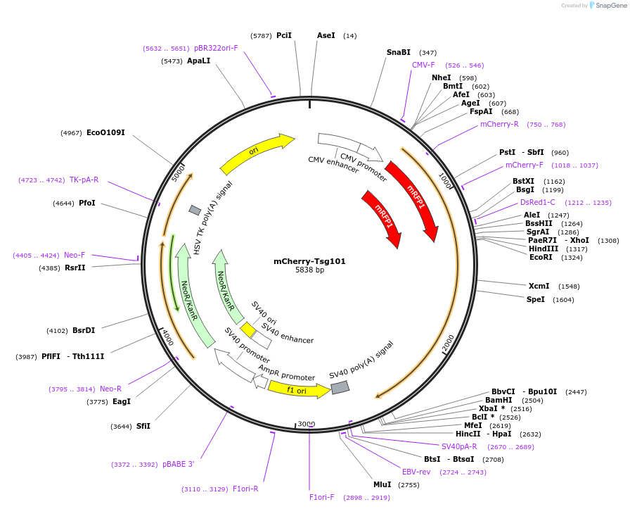 21505-plasmid-map-sequence-id-148006