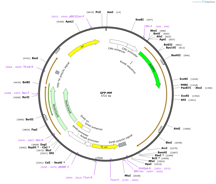 49153-plasmid-map-sequence-id-148011