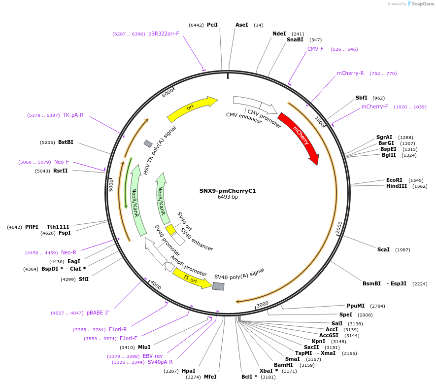 27678-plasmid-map-sequence-id-148012