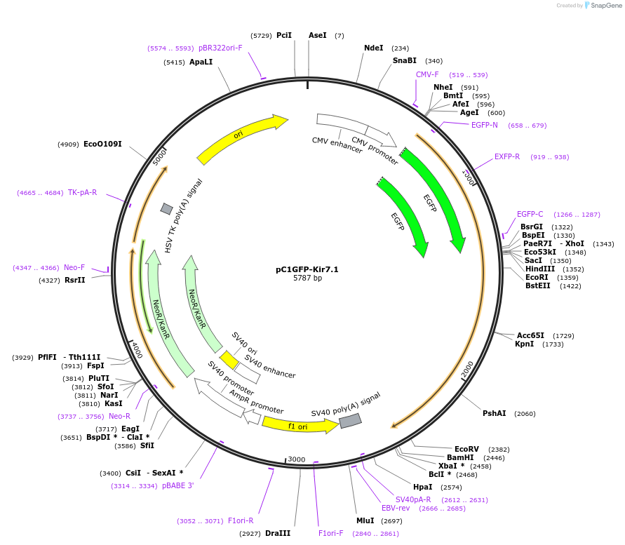79118-plasmid-map-sequence-id-148017