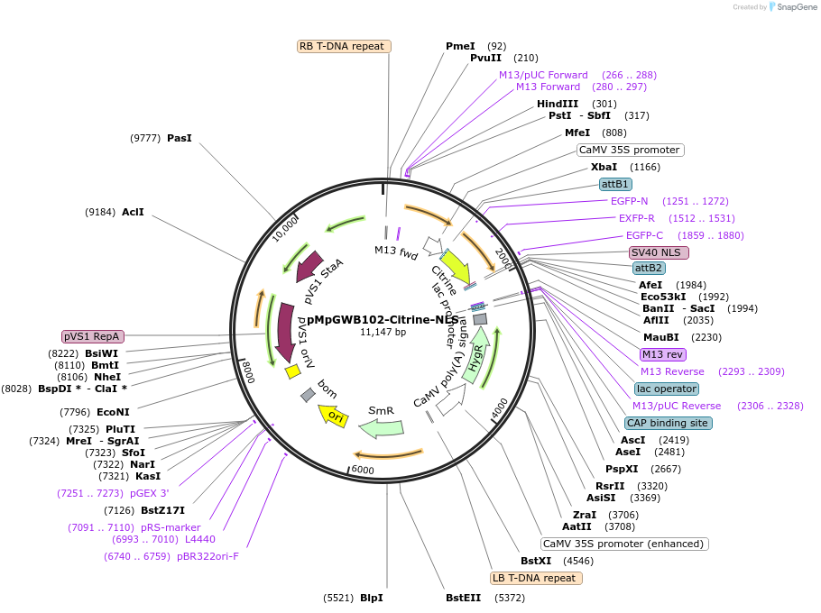 79136-plasmid-map-sequence-id-148043