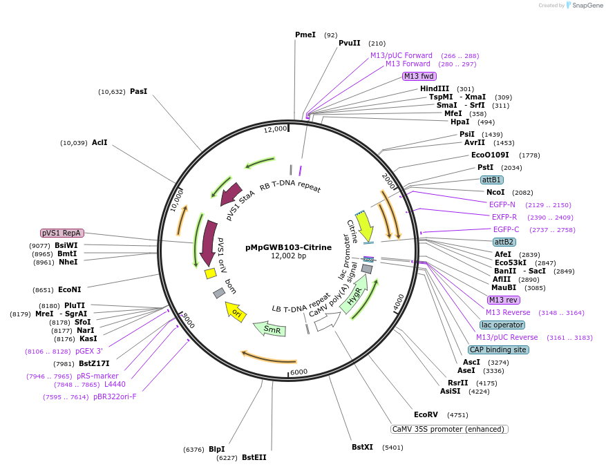 79137-plasmid-map-sequence-id-148044