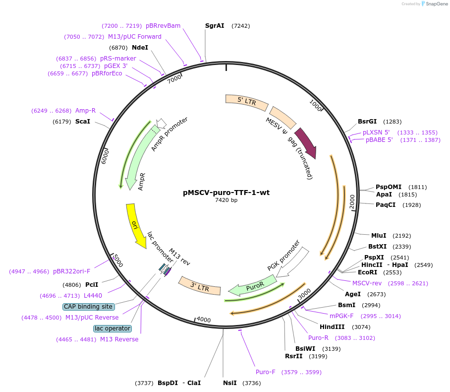 74990-plasmid-map-sequence-id-148047