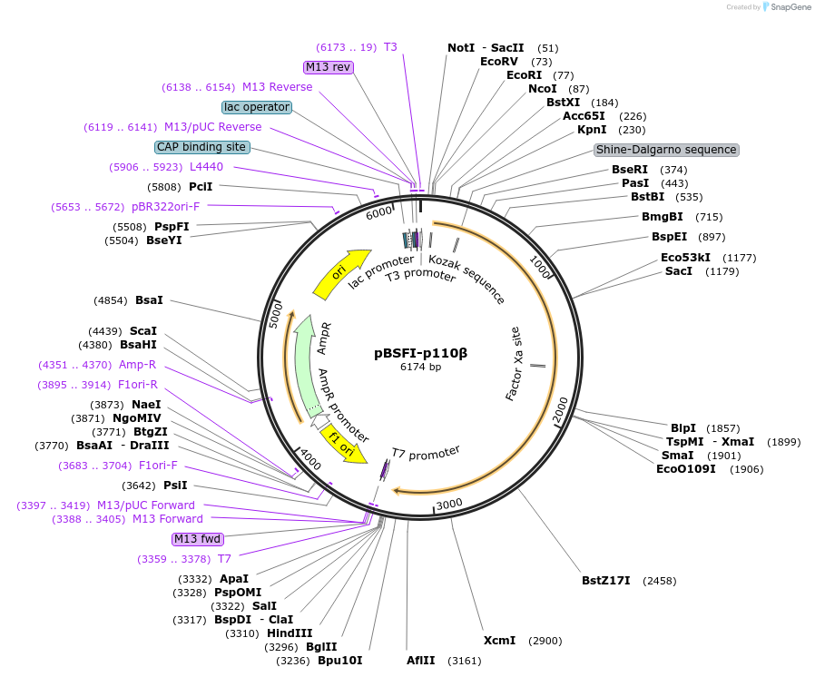 34891-plasmid-map-sequence-id-148050
