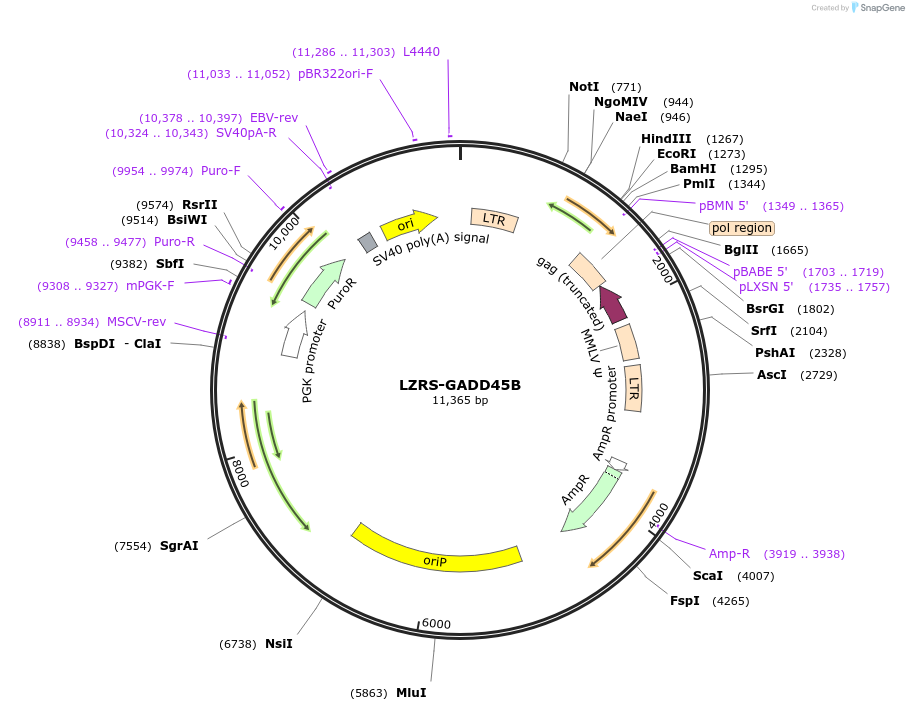 24955-plasmid-map-sequence-id-148060