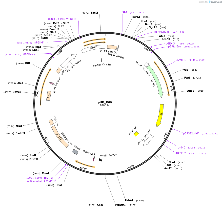 79120-plasmid-map-sequence-id-148087
