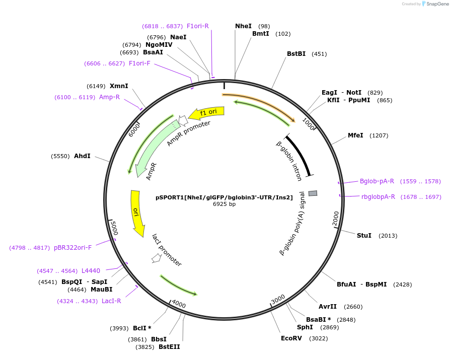 74101-plasmid-map-sequence-id-148104
