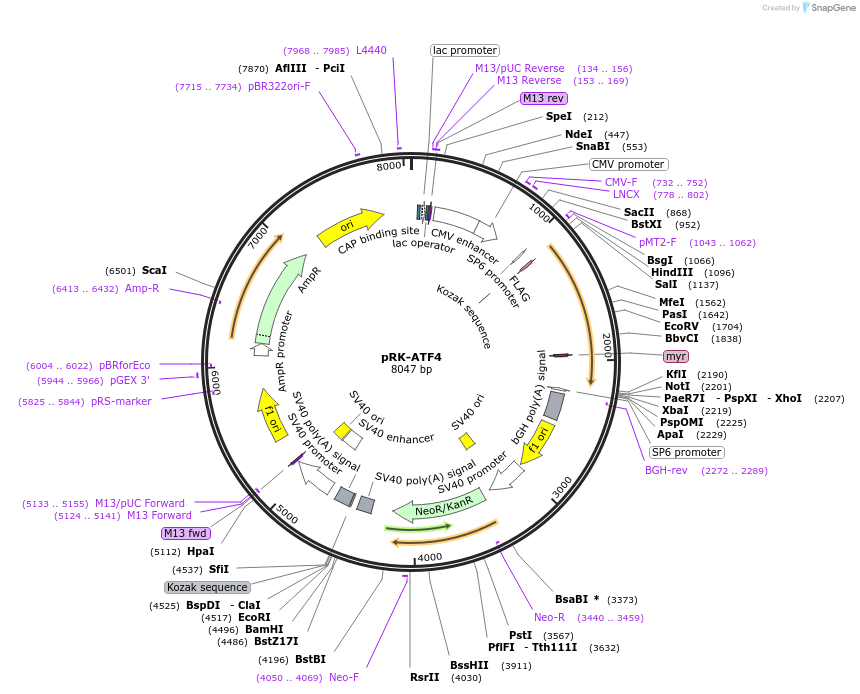 26114-plasmid-map-sequence-id-148115