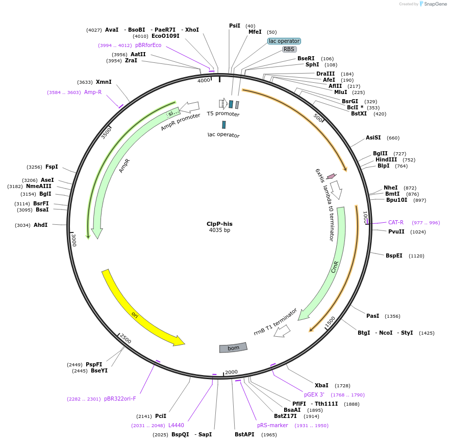 22144-plasmid-map-sequence-id-148135