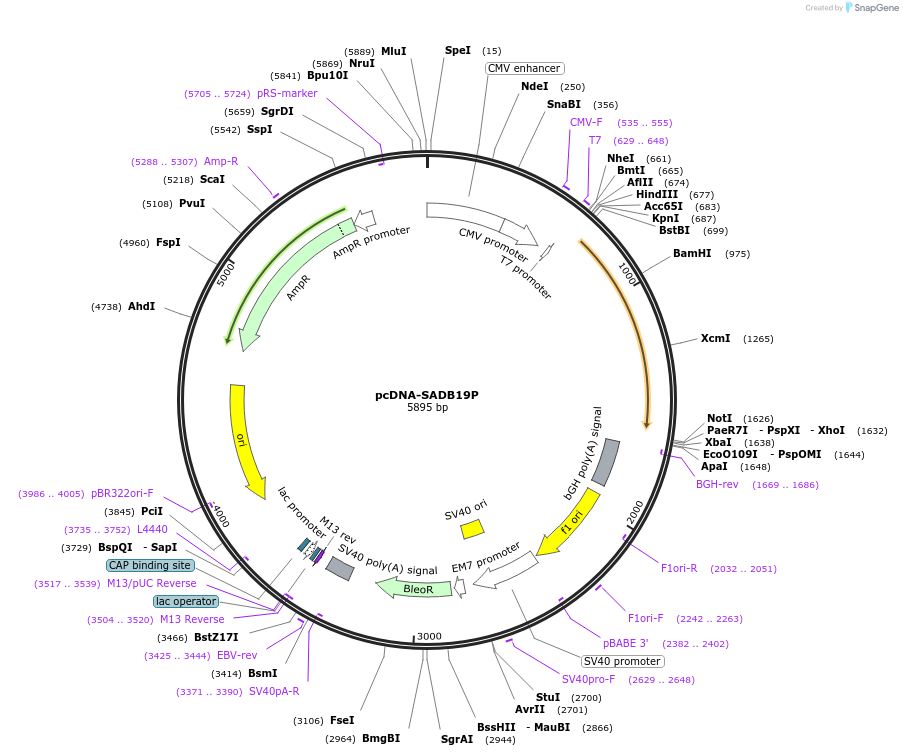 32631-plasmid-map-sequence-id-148138