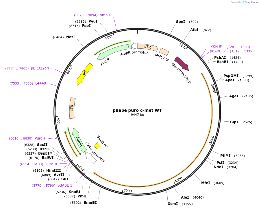 17493-plasmid-map-sequence-id-148145