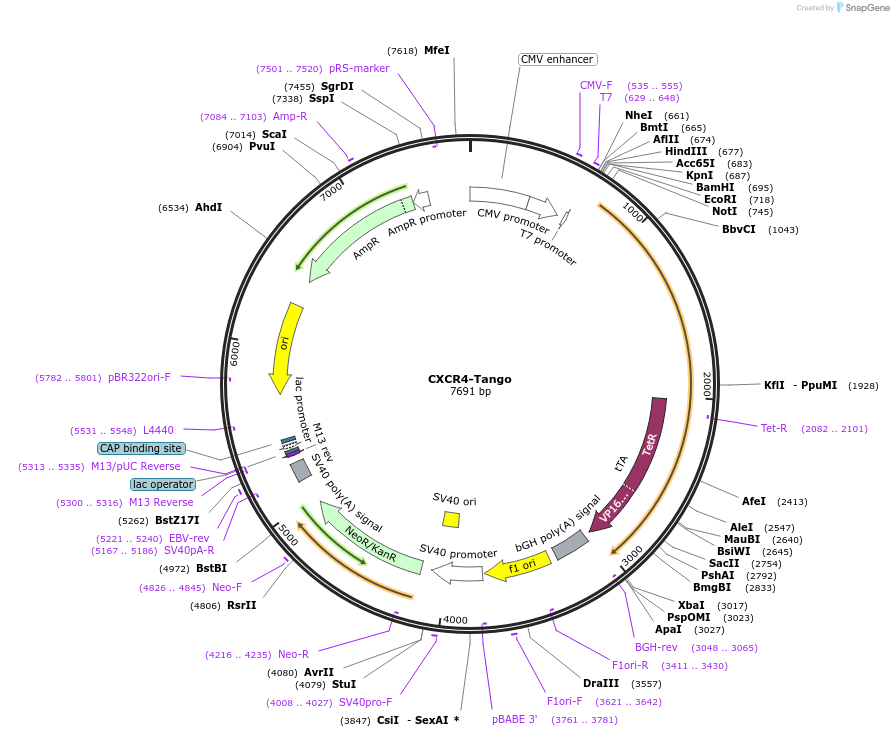 66262-plasmid-map-sequence-id-148151