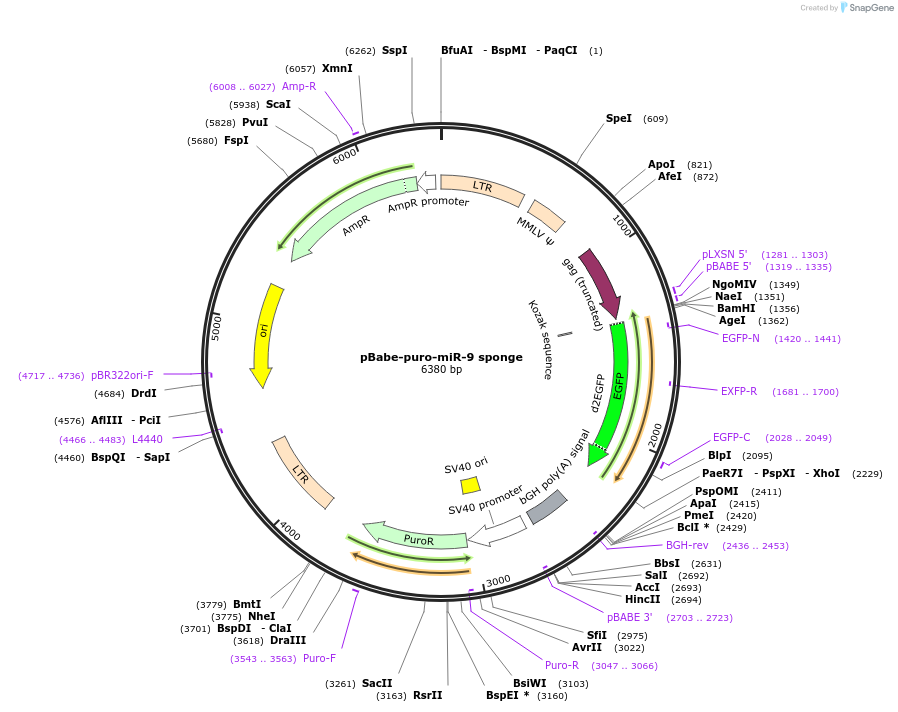 25040-plasmid-map-sequence-id-148156