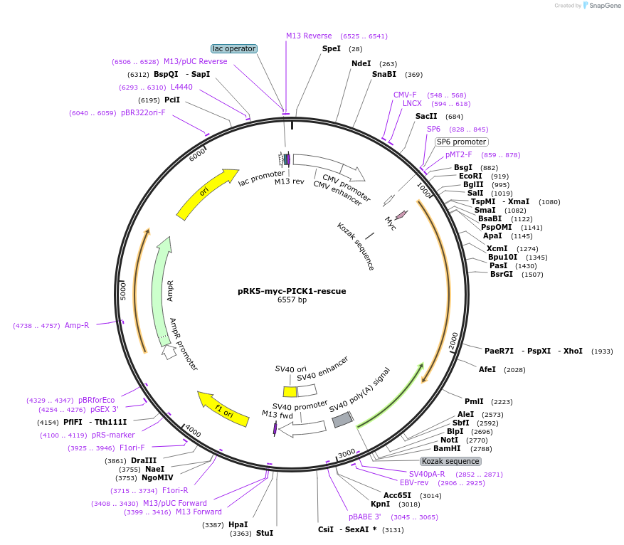 72573-plasmid-map-sequence-id-148171