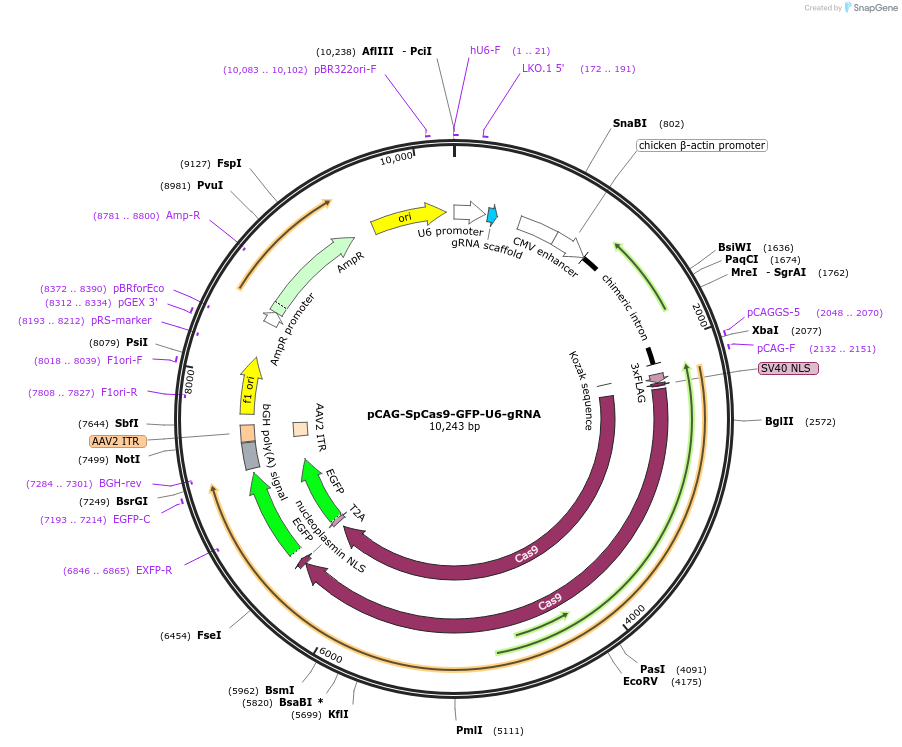 79144-plasmid-map-sequence-id-148181