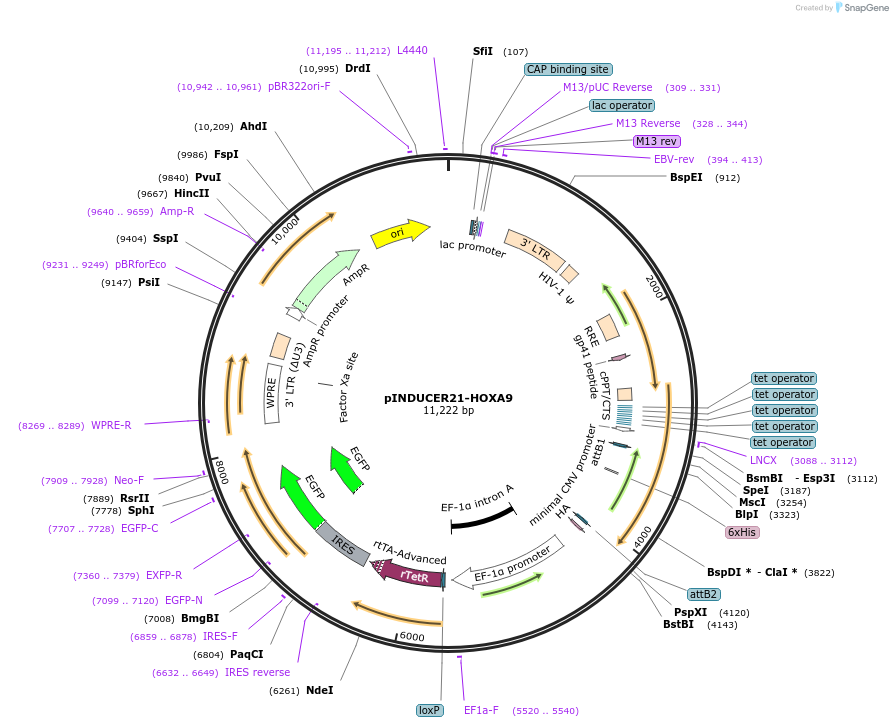 51302-plasmid-map-sequence-id-148184