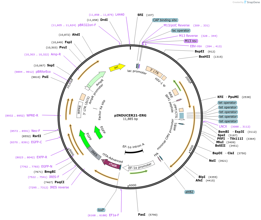 51301-plasmid-map-sequence-id-148185