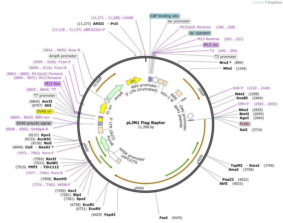 26633-plasmid-map-sequence-id-148203