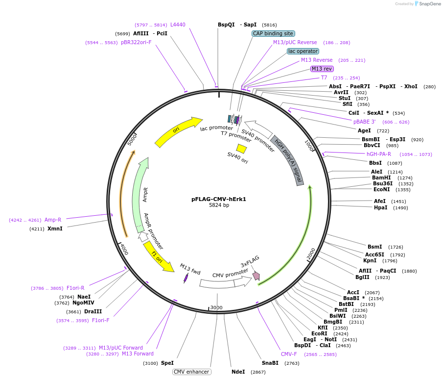 49328-plasmid-map-sequence-id-148204