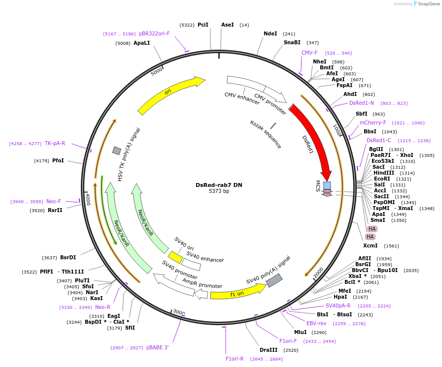 12662-plasmid-map-sequence-id-148221
