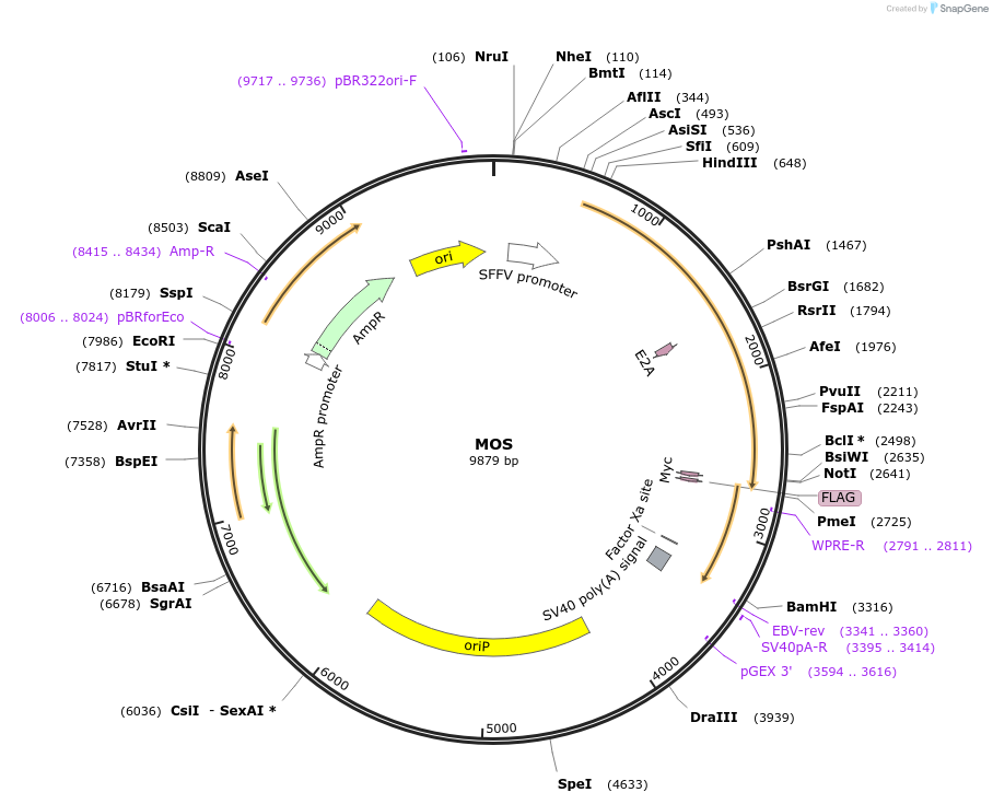 64120-plasmid-map-sequence-id-148223