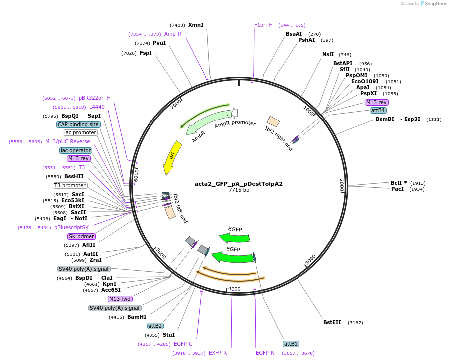 78684-plasmid-map-sequence-id-148226