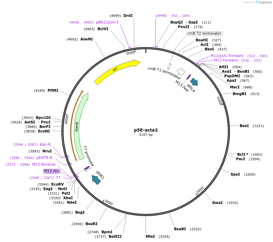78686-plasmid-map-sequence-id-148229
