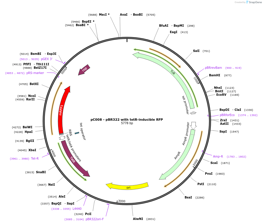 79157-plasmid-map-sequence-id-148248