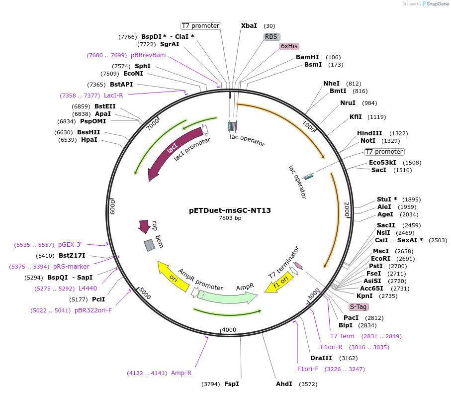75087-plasmid-map-sequence-id-148282
