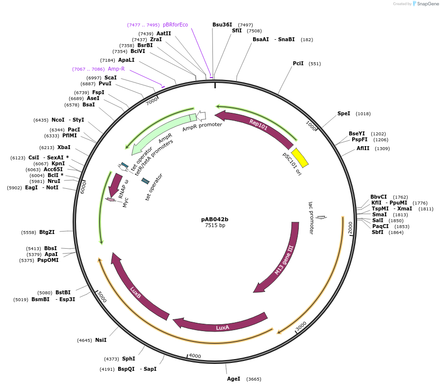 79193-plasmid-map-sequence-id-148314