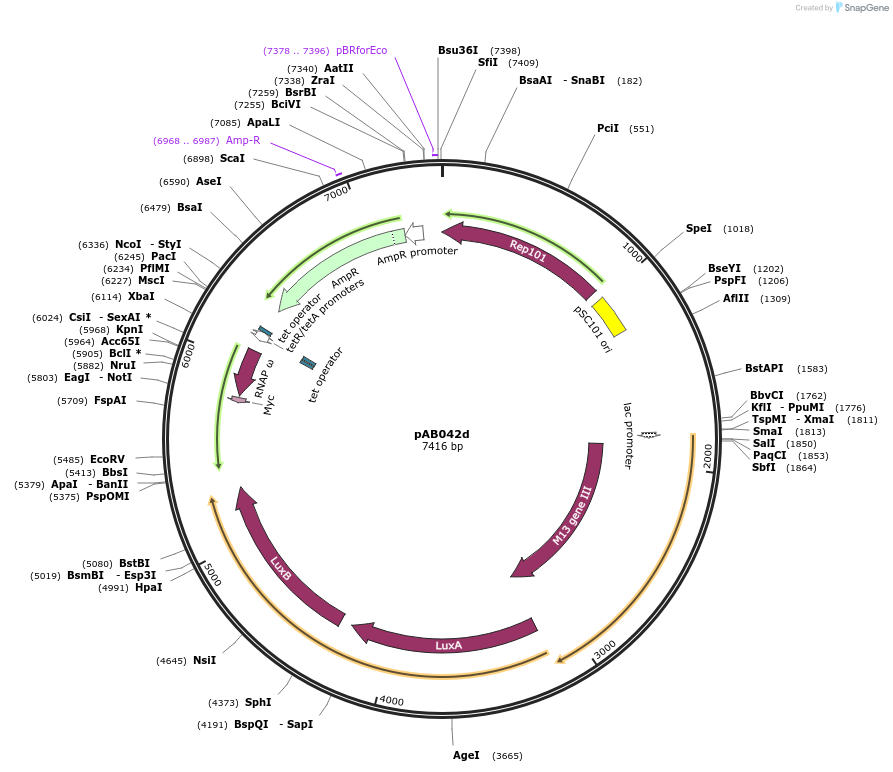 79194-plasmid-map-sequence-id-148315