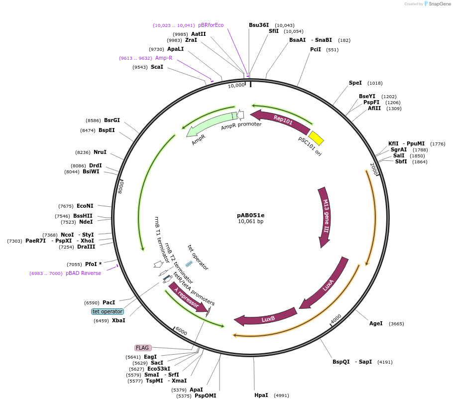 79195-plasmid-map-sequence-id-148316