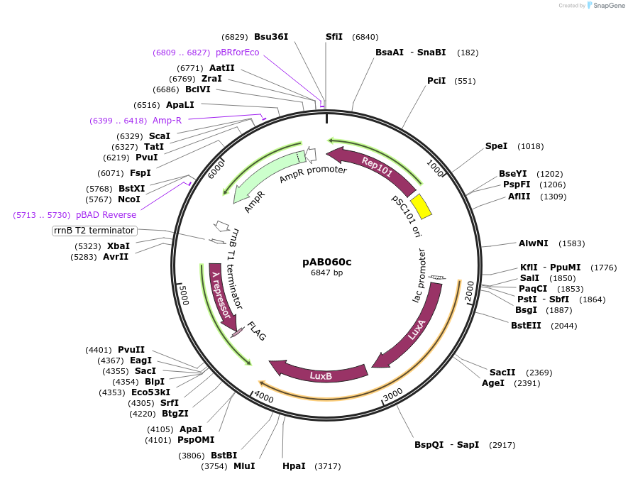 79196-plasmid-map-sequence-id-148317