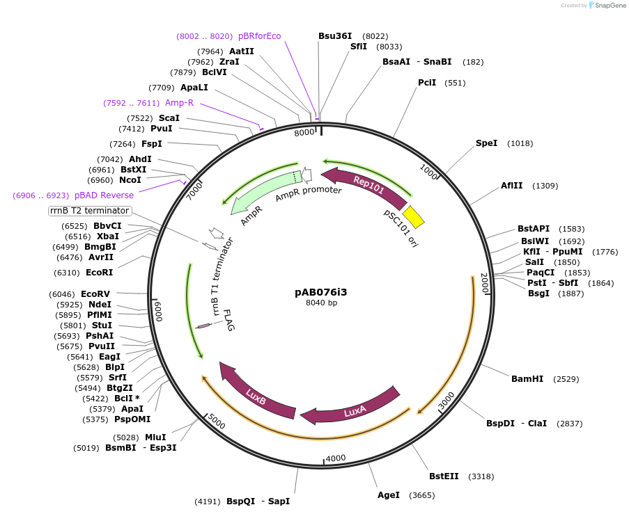 79198-plasmid-map-sequence-id-148319