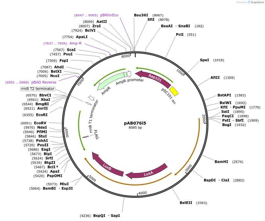 79199-plasmid-map-sequence-id-148320