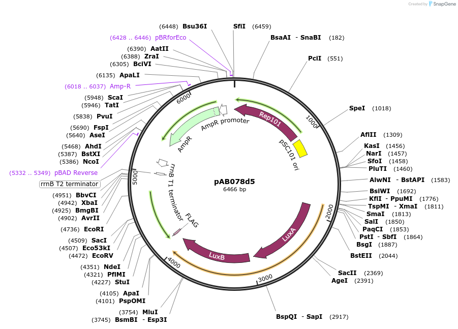 79204-plasmid-map-sequence-id-148325