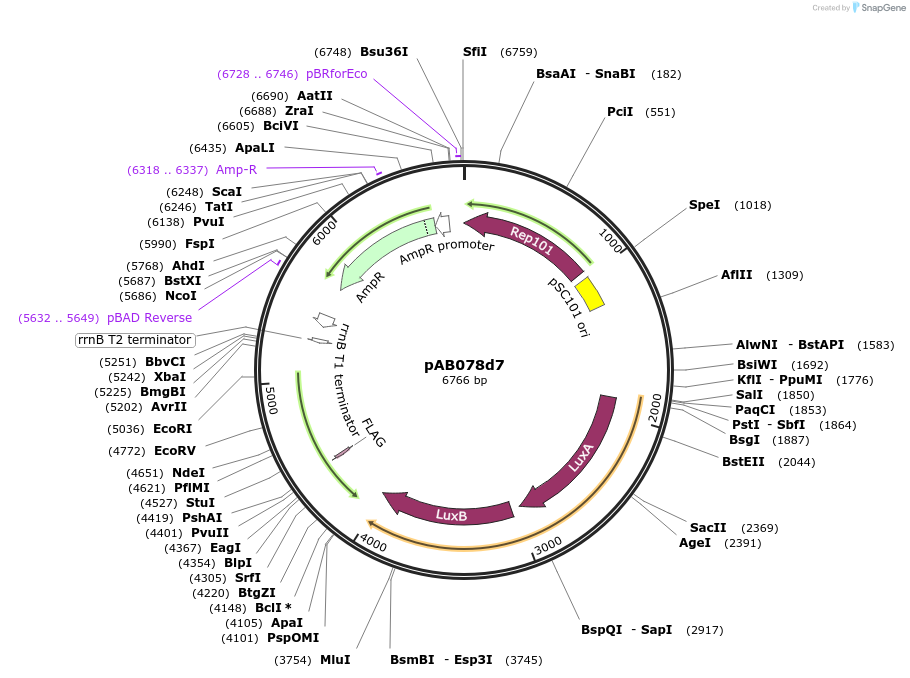 79205-plasmid-map-sequence-id-148326