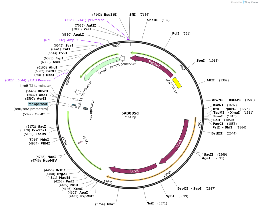 79209-plasmid-map-sequence-id-148330