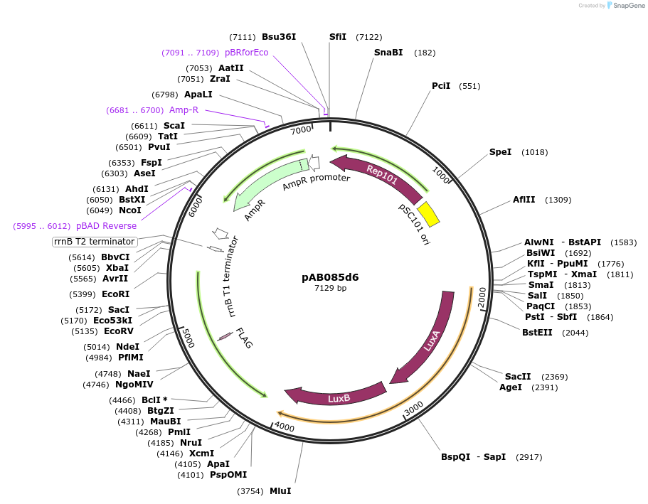 79210-plasmid-map-sequence-id-148331