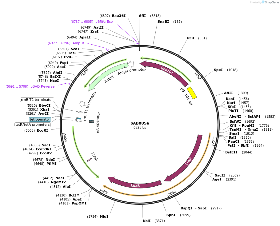 79212-plasmid-map-sequence-id-148333