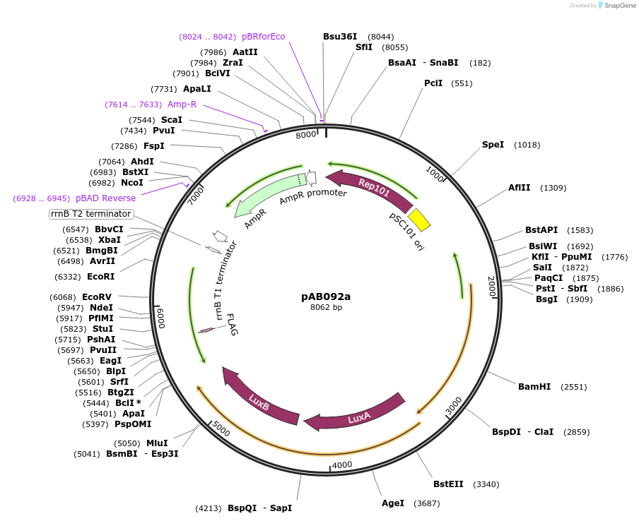 79217-plasmid-map-sequence-id-148338