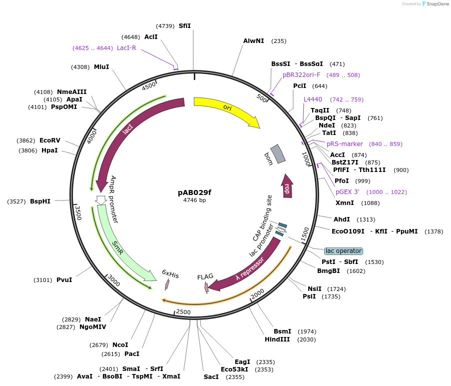 79220-plasmid-map-sequence-id-148341