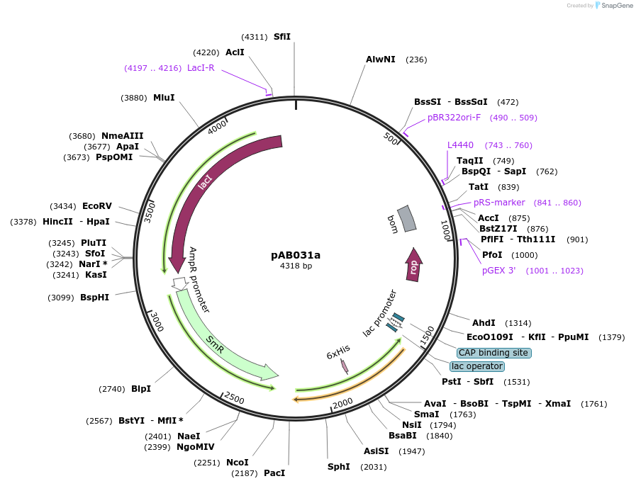 79221-plasmid-map-sequence-id-148342