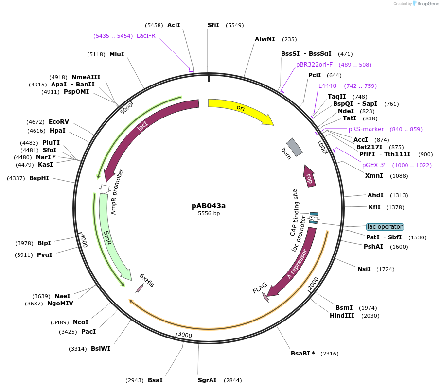 79222-plasmid-map-sequence-id-148343
